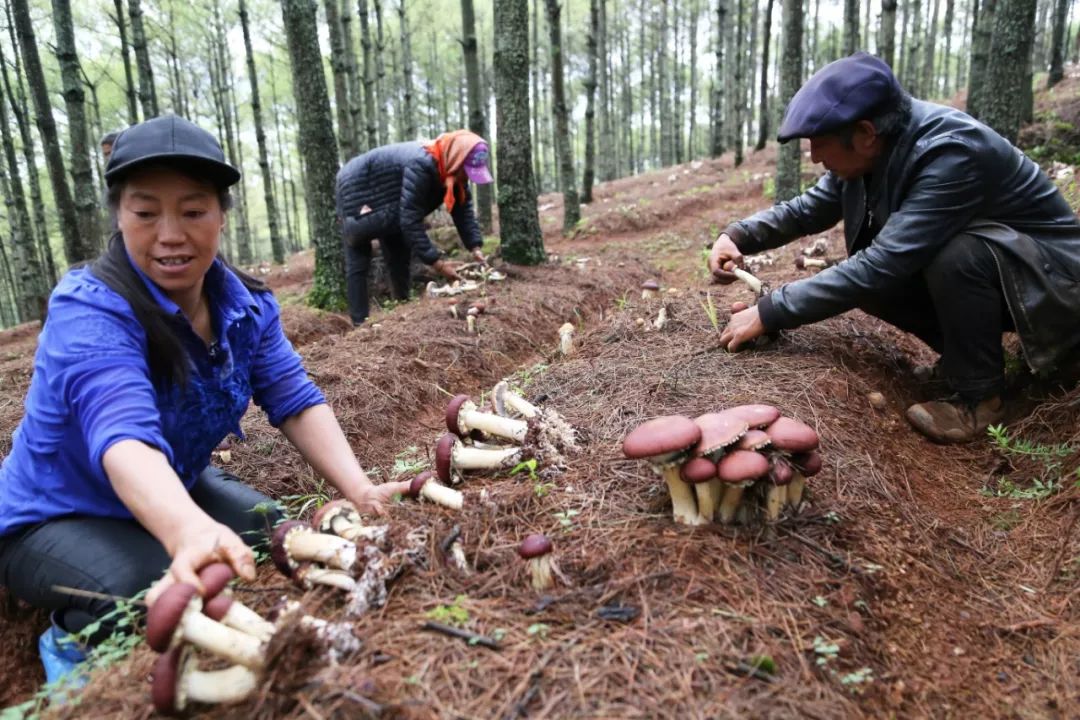 致富经林下种植_种植致富经_种植致富农村项目大全