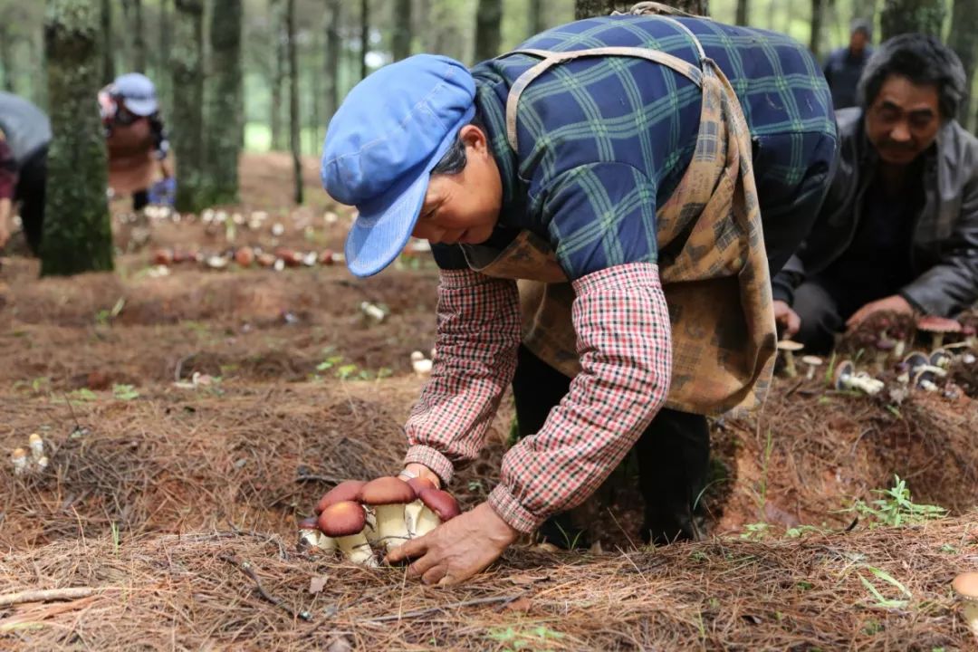 种植致富经_种植致富农村项目大全_致富经林下种植