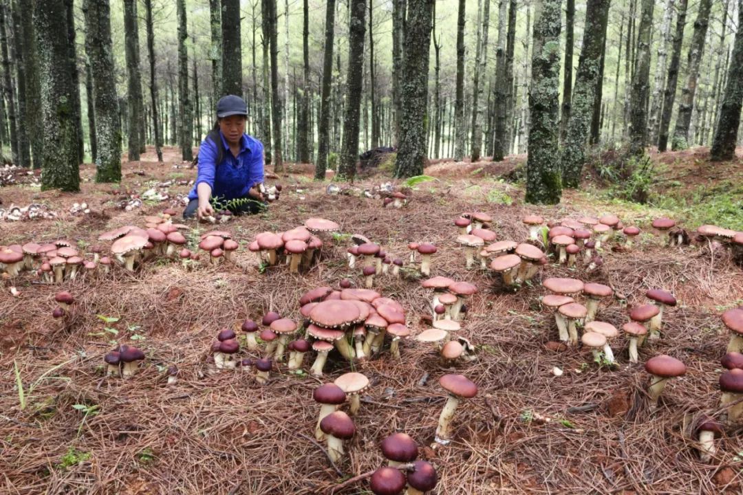 种植致富经_致富经林下种植_种植致富农村项目大全