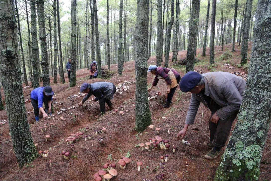 种植致富经_种植致富农村项目大全_致富经林下种植