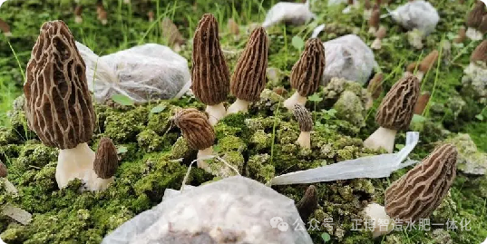 菌类种植技术_种植菌类技术有哪些_种植菌类技术难吗