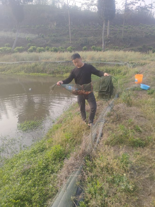 小型养殖快速致富_致富养殖小型快速饲料机_小型养殖致富项目