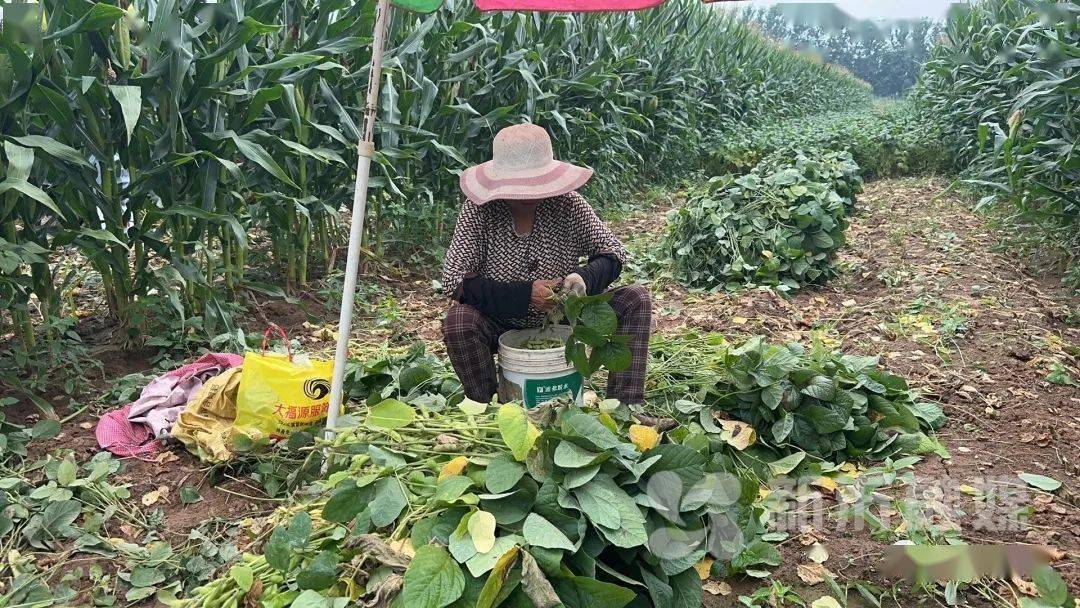 种植复合基台图片_种植致富业_复合种植致富