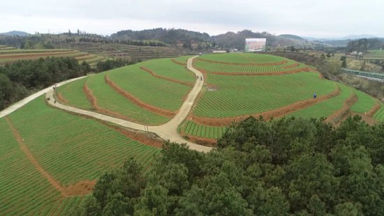 缅甸种植致富项目_缅甸农业种植_致富缅甸种植项目有哪些