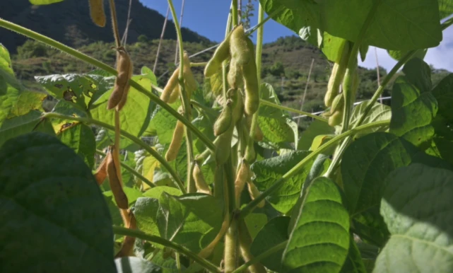 雅江：苹果大豆套种 果农致富良方