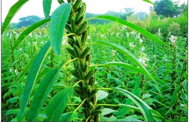 芝麻的种植方法