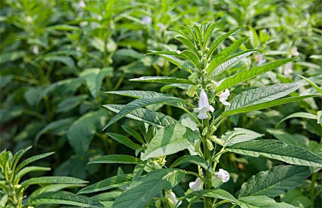 芝麻的种植方法