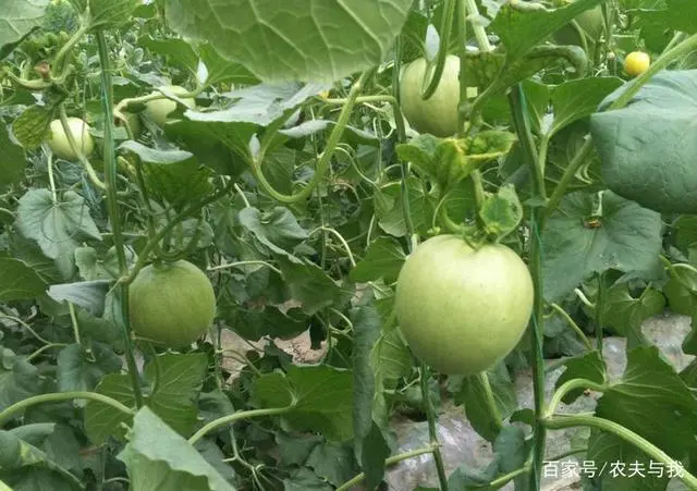 西瓜种植技术技_西瓜种植农村技术方案_农村西瓜种植技术