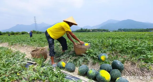 农村西瓜种植技术_西瓜种植农村技术方案_西瓜种植技术技