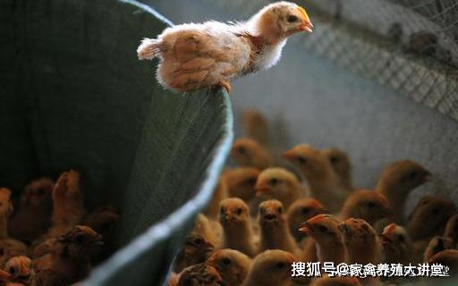 小鸡怎么饲养，才能让鸡苗的成活率在98%以上，细节决定成败