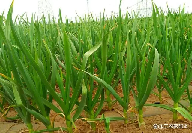 种植致富20个好项目_阳台养殖什么可以致富_阳台种植致富项目