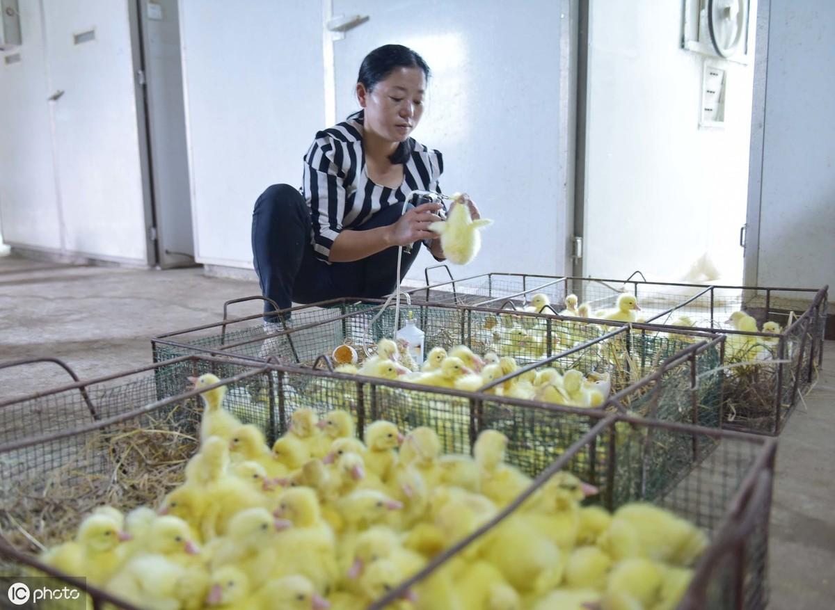 养肉鹅的前景怎么样_肉鹅养殖视频_放养肉鹅养殖技术