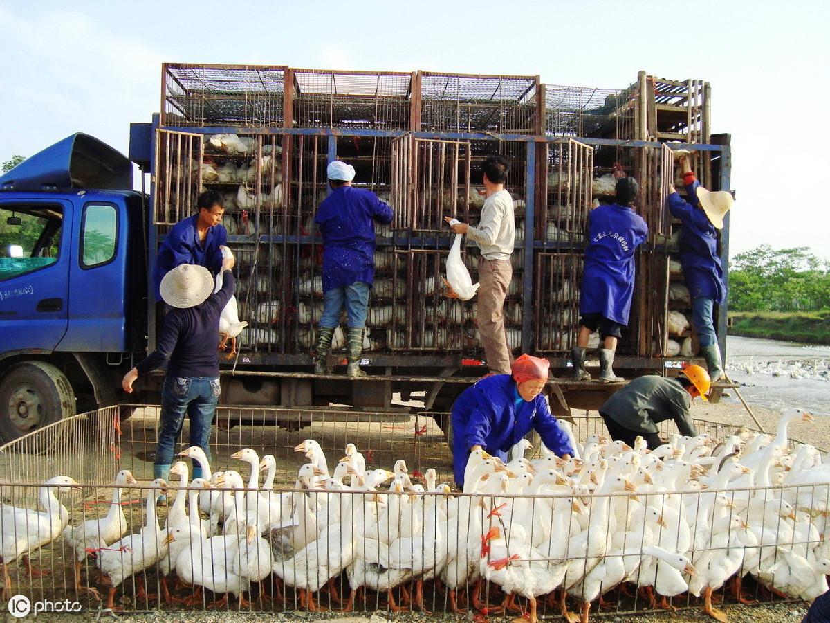 放养肉鹅养殖技术_肉鹅养殖视频_养肉鹅的前景怎么样