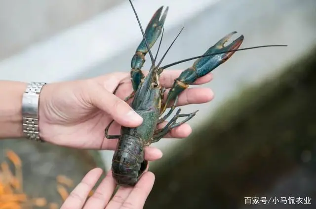 沙漠养殖项目_沙漠建设大型养殖场_沙漠养殖致富视频