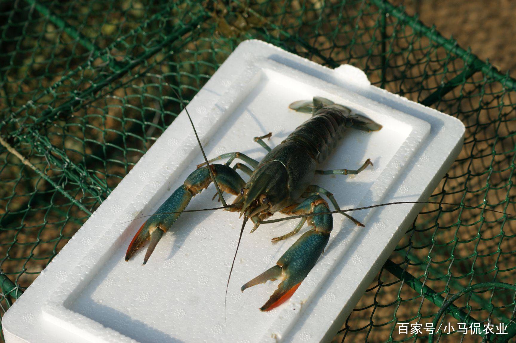 沙漠养殖项目_沙漠建设大型养殖场_沙漠养殖致富视频