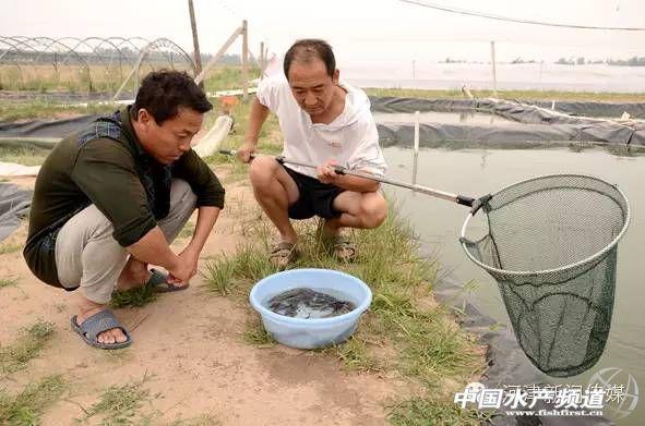 致富经创业养泥鳅_泥鳅养殖户抱团致富_泥鳅养殖致富