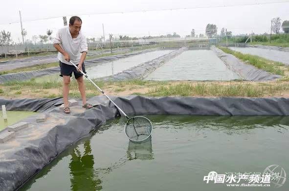 泥鳅养殖户抱团致富_泥鳅养殖致富_致富经创业养泥鳅