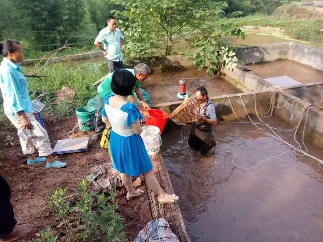 致富经泉水养鱼_致富经安泉养鱼_致富经流水养鱼