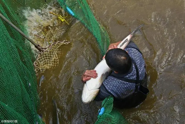 致富经安泉养鱼_致富经流水养鱼_致富经泉水养鱼