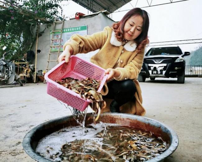 致富经创业养泥鳅_致富经养殖泥鳅视频_泥鳅养殖户抱团致富