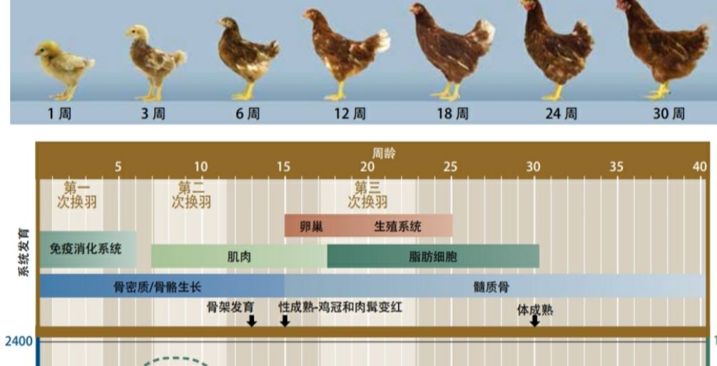 小鸡饲养管理技术_蛋鸡的小鸡养殖技术与管理_小鸡饲养技术