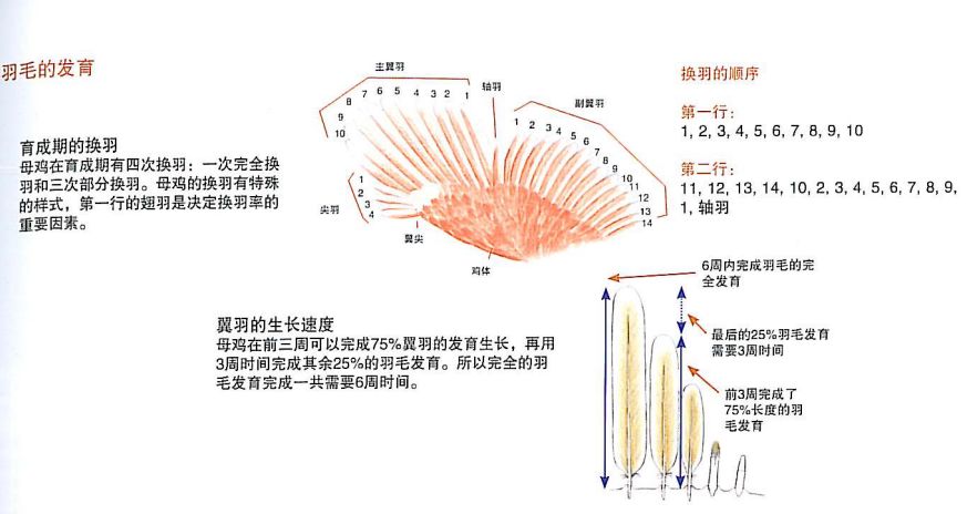 小鸡饲养技术_蛋鸡的小鸡养殖技术与管理_小鸡饲养管理技术