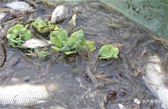 水产养殖什么最赚钱，五个前景看好的水产养殖项目！