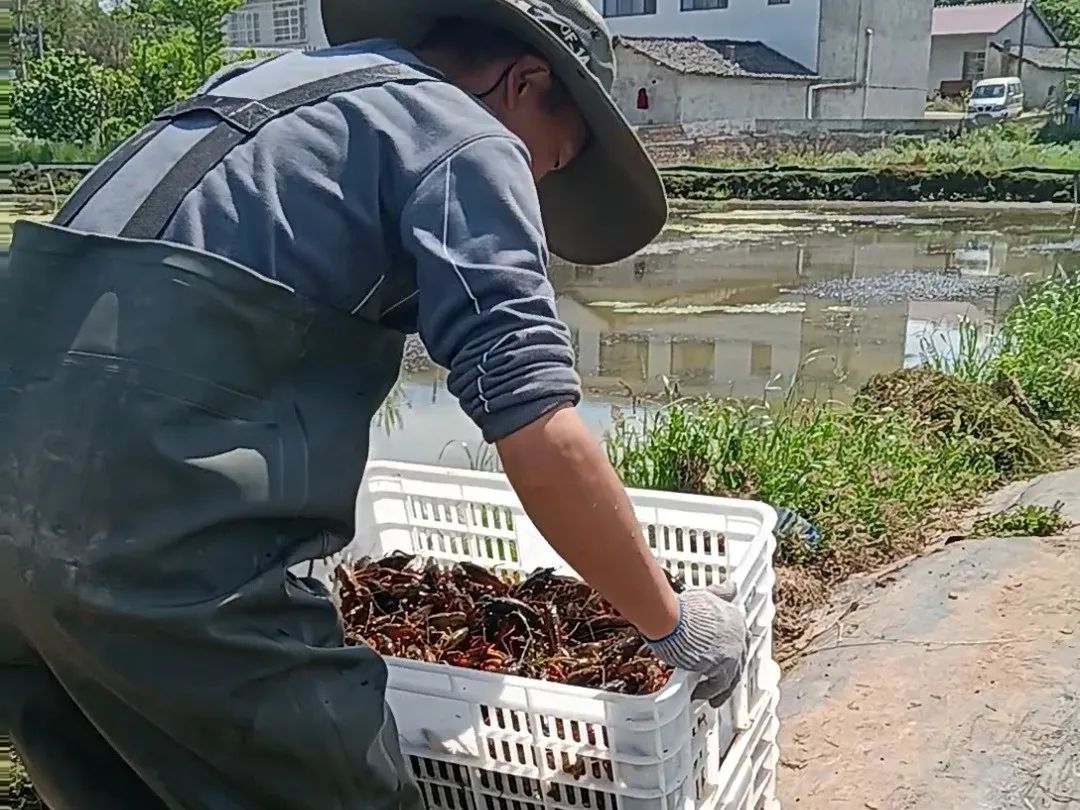 致富经淡水虾养殖视频_致富经养殖虾_致富经养小虾