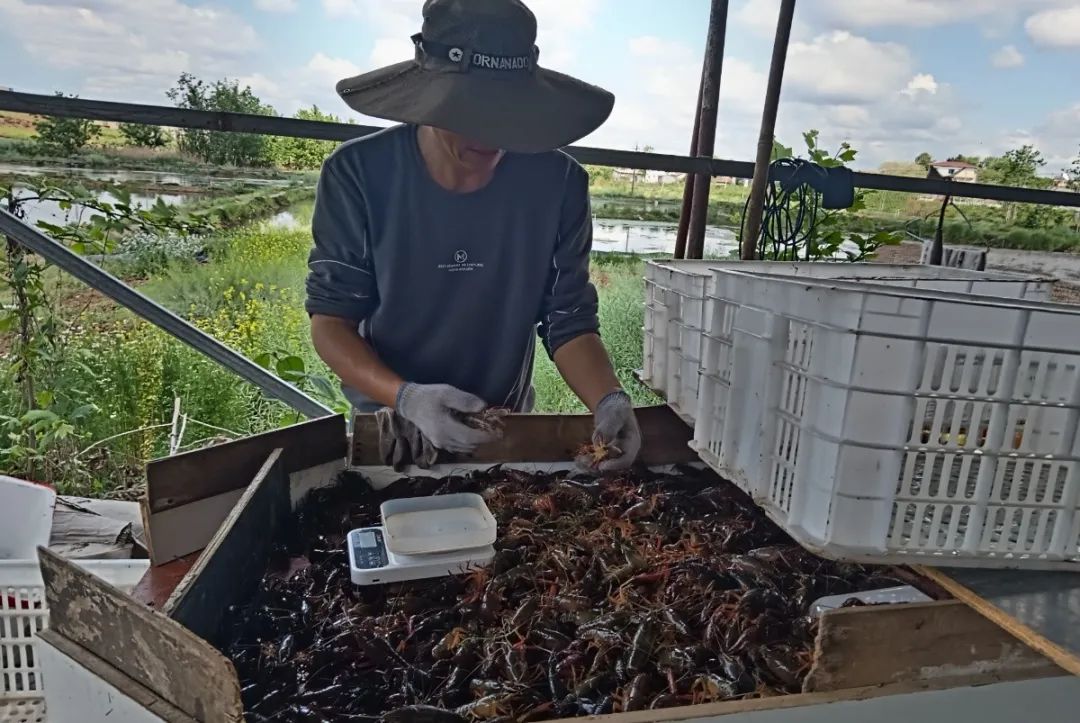 致富经养小虾_致富经淡水虾养殖视频_致富经养殖虾