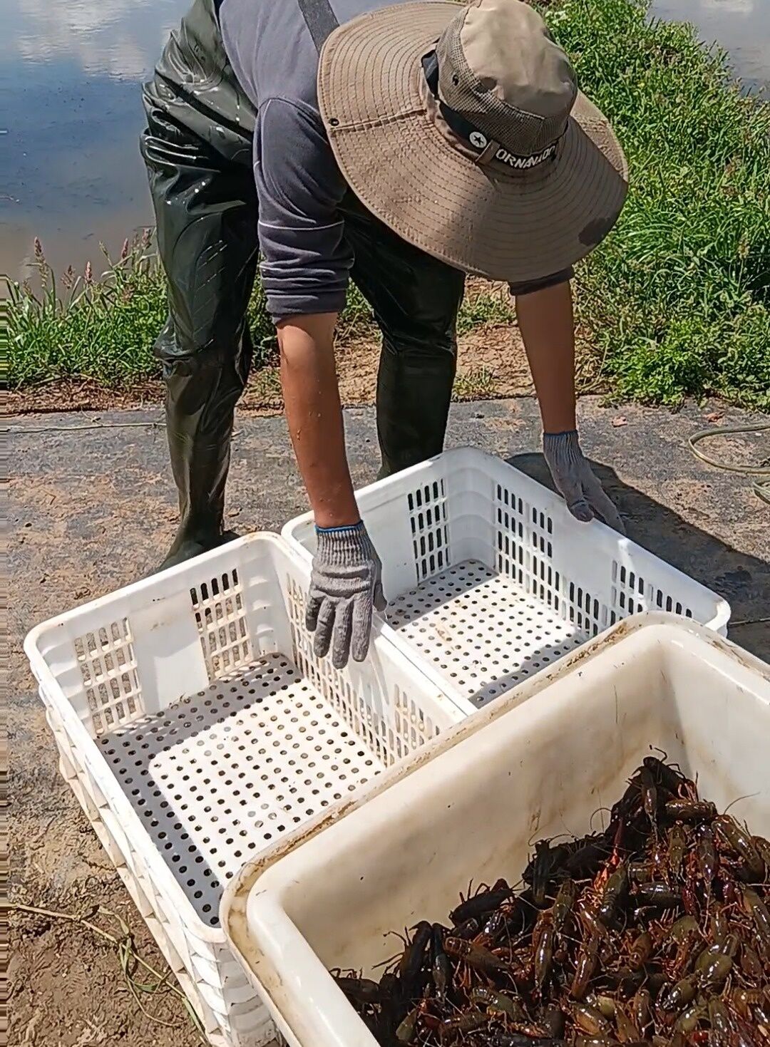 致富经养殖虾_致富经淡水虾养殖视频_致富经养小虾