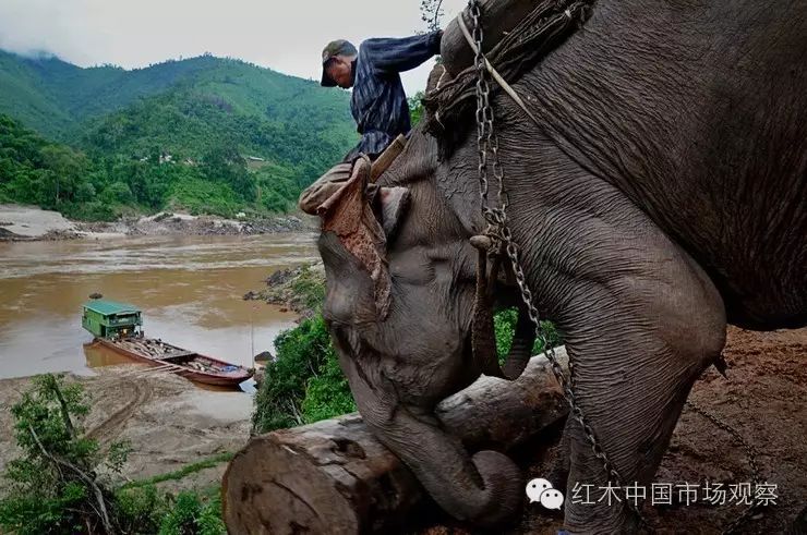 黄花梨种植效益_致富经黄花梨树种_黄花梨树种植方法和注意事项