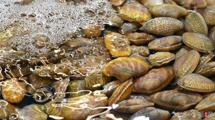 海水致富养殖宝典下载_海水养殖什么最赚钱_海水养殖致富宝典