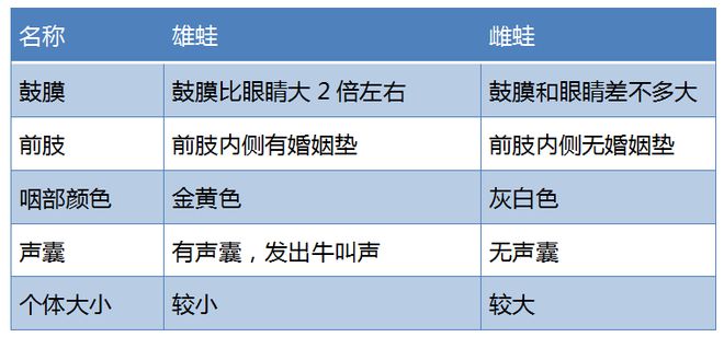 蛙泥怎么使用_泥蛙养殖牛蛙_泥蛙养殖技术