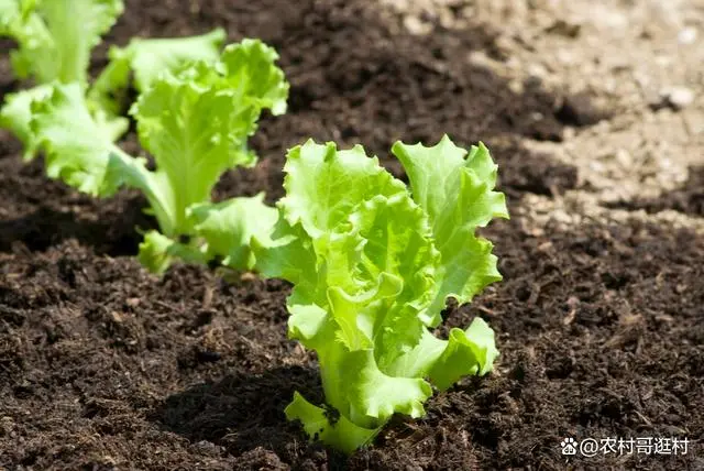 南方夏天种植技术香莱行吗_南方夏天种植香莱技术_夏天香莱是怎么种