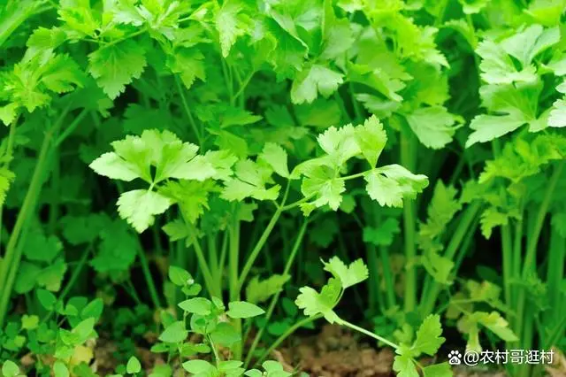 南方夏天种植香莱技术_夏天香莱是怎么种_南方夏天种植技术香莱行吗