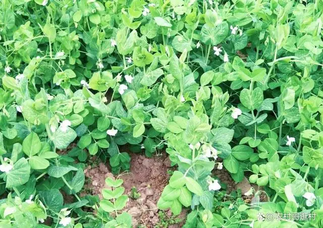 夏天香莱是怎么种_南方夏天种植技术香莱行吗_南方夏天种植香莱技术