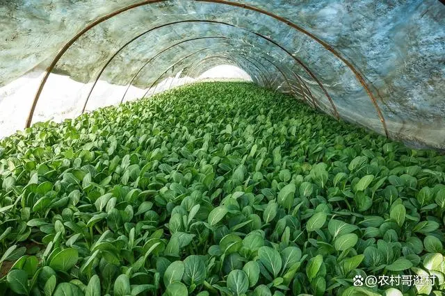 夏天香莱是怎么种_南方夏天种植技术香莱行吗_南方夏天种植香莱技术