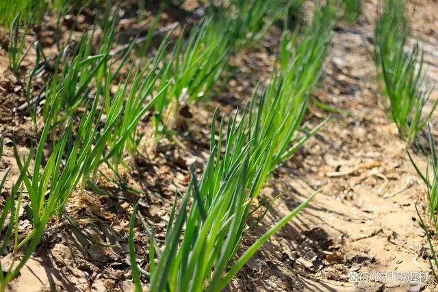 南方夏天种植香莱技术_夏天香莱是怎么种_南方夏天种植技术香莱行吗