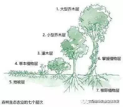 致富经黄花梨树种_黄花梨果树种植_黄花梨种植效益