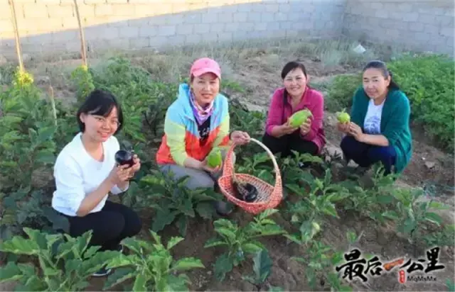 购买蜜蜂养殖技术光盘_蜜蜂蜂盘有什么功效和作用_小蜜蜂光碟