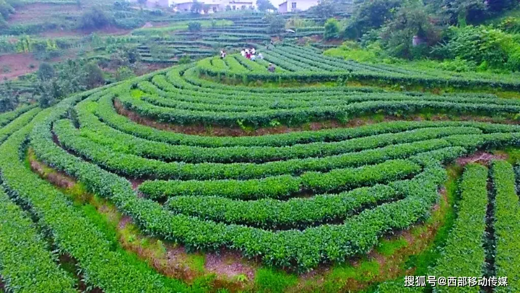 三叶草种植技术_种植三叶草技术视频_三叶草的种植技术