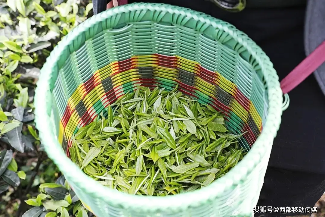 三叶草的种植技术_种植三叶草技术视频_三叶草种植技术