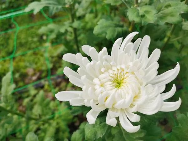 农广天地视频菊花种植技术_致富经种菊花视频_菊花致富经