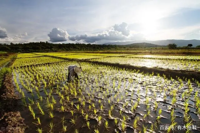 农业致富种植项目_致富经农村种植业_农民致富种植项目