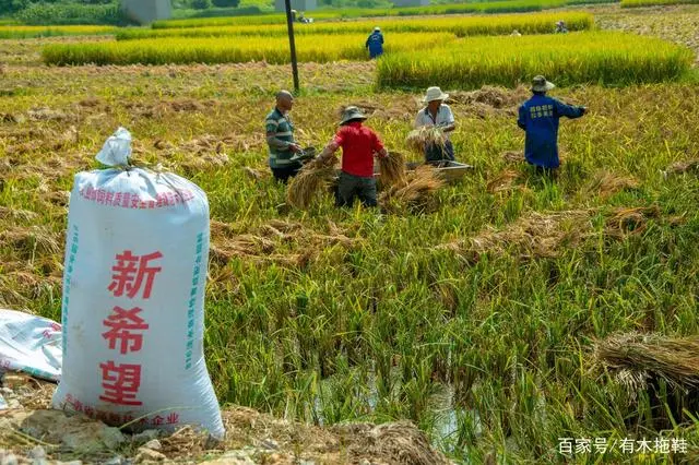 农民致富种植项目_致富经农村种植业_农业致富种植项目