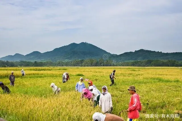 农业致富种植项目_农民致富种植项目_致富经农村种植业