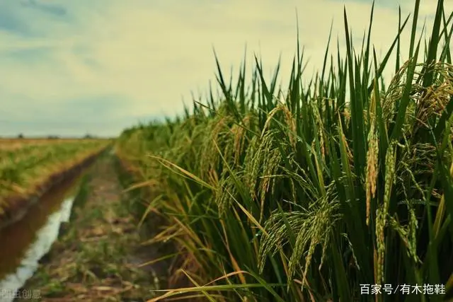 致富经农村种植业_农业致富种植项目_农民致富种植项目