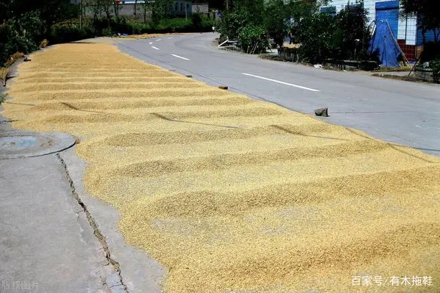 农民致富种植项目_致富经农村种植业_农业致富种植项目