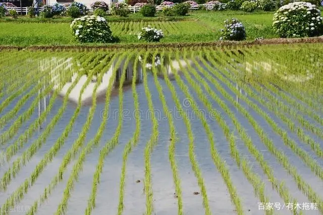 农业致富种植项目_致富经农村种植业_农民致富种植项目