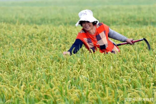 农业致富种植项目_农民致富种植项目_致富经农村种植业